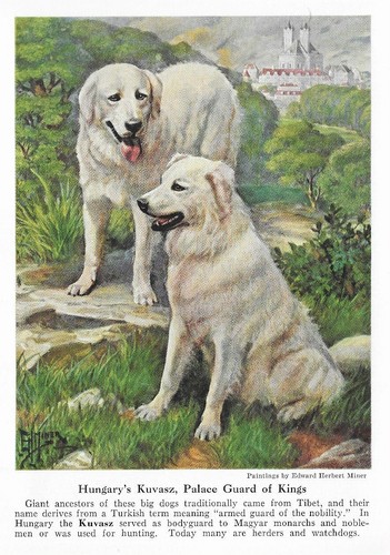 Kuvasz custom matted 1941 - -,